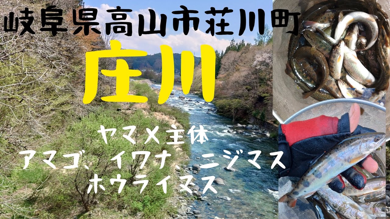 岐阜県の庄川で渓流釣り。ヤマメ主体でアマゴ、イワナ、ニジマス、ホウライマスと渓流魚豊富。自然豊かな癒しの渓流。初めての一色川。