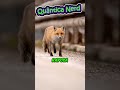 Nick Selvagem Viveria Em Zootopia?