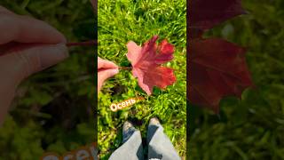 🤩Осень пришла красотой озарила🍁Московские зарисовки👍