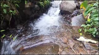 Beautiful Stream in the Tropical Forest. Nature Sounds, Mountain Stream for Sleeping by River Sounds 47 views 2 days ago 1 hour