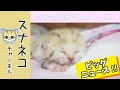 【スナネコチャンネル】“スナネコ赤ちゃん” #1 8/23誕生