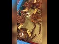 北海道の活タラバガニと毛ガニ　KING CRAB AND HAIR CRAB IN HOKKAIDO