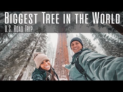 BIGGEST TREE IN THE WORLD - U.S. Road Trip 2018