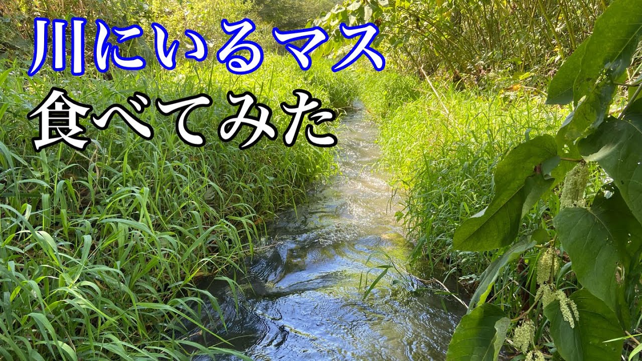 アメリカから来た外来種【カワマス】を捕って食う【ガサガサ】