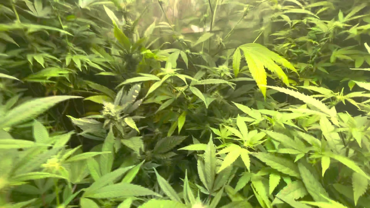 Mars Hydro Grow Journal Tsw2000 