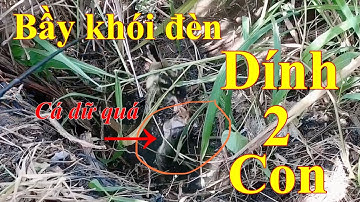 Câu cá lóc bằng vịt: bầy khói đèn dính hai con | đi săn loài cá hung dữ miền tây | fishing | tập 1