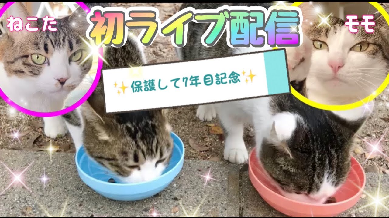 ㊗️初ライブ配信‼️元野良猫モモ＆ねこたを保護して7年目記念✨