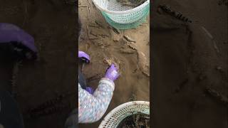 Hidden Treasure Farmer Digs Up Flower Prawns From A Dried Pond