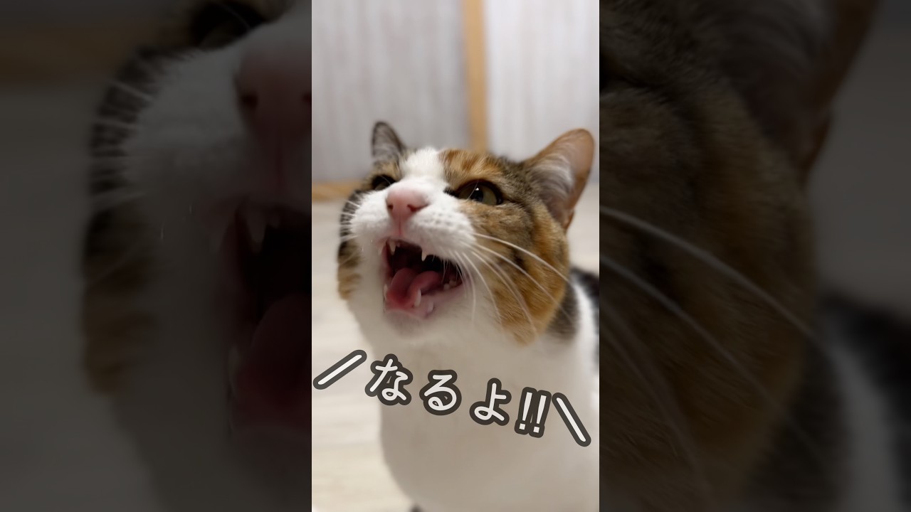 Today's Chatty Komachi. There are all sorts of things going on