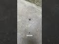 Real venom 🕷️