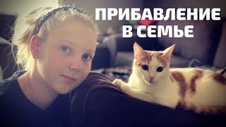 ШКОЛЬНЫЕ ПОДРУГИ/ВКУСНЫЕ ОЛАДЬИ СЕРДЕЧКОМ/ТРАВА ДЛЯ КОТА/АУТЛУКИ ШКОЛЬНЫЕ ПОДРУГИ/ВКУСНЫЕ ОЛАДЬИ СЕРДЕЧКОМ/ТРАВА ДЛЯ КОТА/АУТЛУКИ
