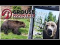 Breakfast with the Grizzlies @ Grouse Mountain