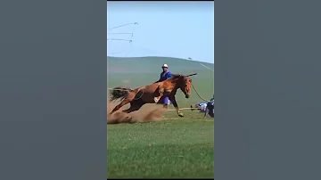 دحيه العلم الغانم حصان دحية 