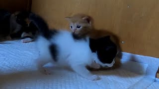 [Just like boxing] Kitten avoids a foul headbutt and punches the cat, but it is quickly dodged by あいねこ.Aineko 159 views 1 day ago 2 minutes, 27 seconds