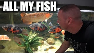 ALL my aquariums and fish  The king of DIY aquarium gallery  2023 final update