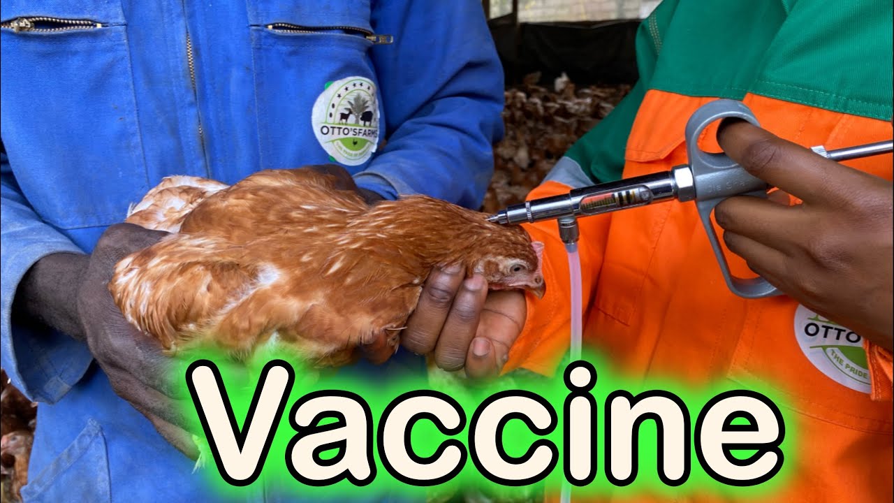 ensuring-layers-health-administering-our-first-injectable-fowl-cholera