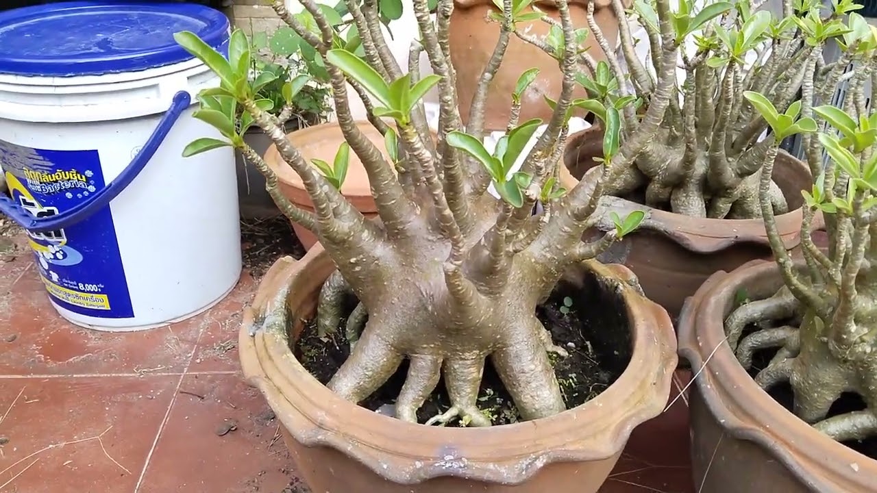 บ้านชวนชม#2 23/02/69 ติดต่อID: tao-aric#บ้านชวนชม #ชวนชม #flowers #บ้านและสวน #tree #ไม้มงคล 