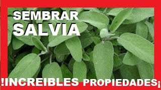 SEMBRAR SALVIA INCREIBLES PROPIEDADES ¿PARA QUE SIRVE LA SALVIA? - VIVIR EN EL CAMPO