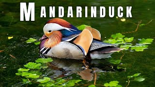 Mandarin Duck: The Most Beautiful Bird You've Never Seen!