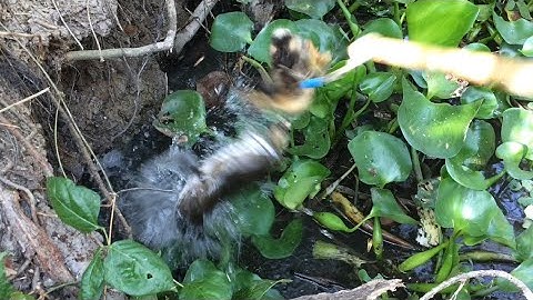 Câu Cá Lóc Bằng Vịt Dính HuGô sông lớn đầy lục bình