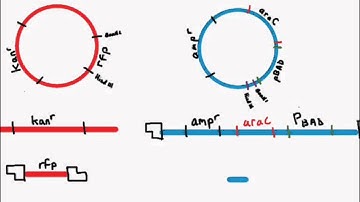 Interpreting the digest and ligation of the pKAN-R and pARA plasmids