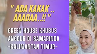 Ada Green House khusus Anggur di Samarinda Kalimantan Timur | Al Adha Farm - Samarinda |  Part I