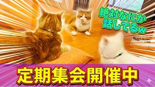 気付いたら三兄弟猫の定期集会に招かれていました！【猫と人間の家族】