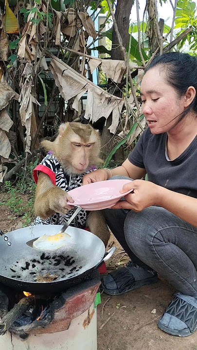 Awesome SokYaa,OG, ToTo Animals Are So Awesome #shorts