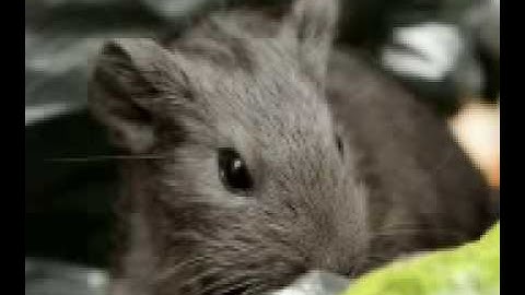 STREAM- Automated Waste Collection System