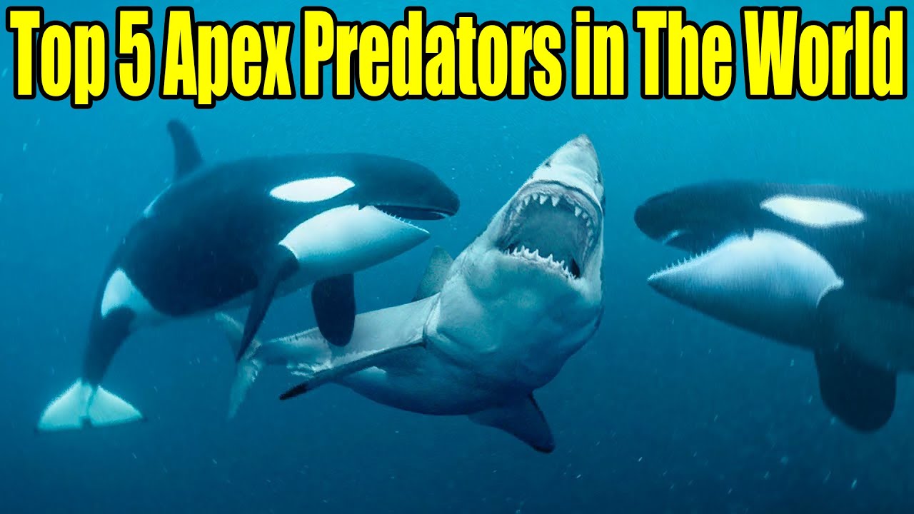 🔴TOP 5 Apex Predators in The World🔴 - YouTube