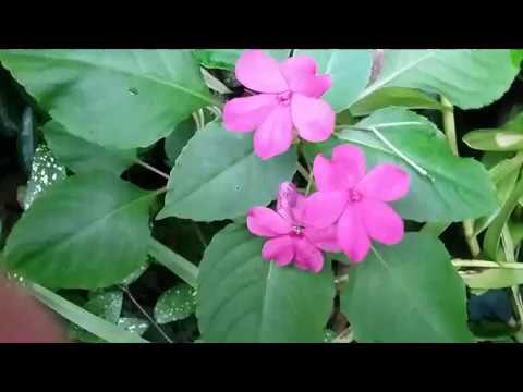 Collecting The Seeds Of Impatiens Walleriana Busy Lizzie Collecting The Seeds Of Impatiens Walleriana Busy Lizzie Propagation By