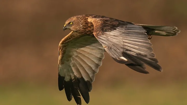 Photographing Marsh Harriers Curlews and Kestrels ...
