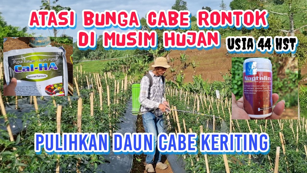 CARA MENGATASI BUNGA CABE RONTOK  RONTOK BUNGA PADA TANAMAN CABE  PULIHKAN DAUN CABE KERITING