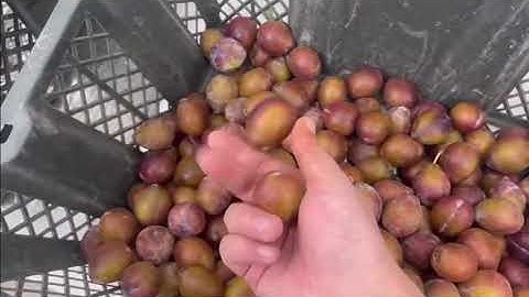 Prunes Grading Sorting by AI DEEP LEARN Optical Grading Machine