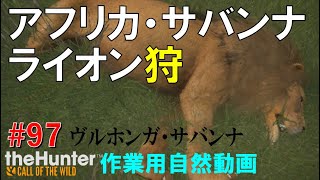 アフリカでライオンを狩る、イボイノシシを７頭連続で一撃狩り【theHunter: Call of the Wild】＃97 screenshot 5