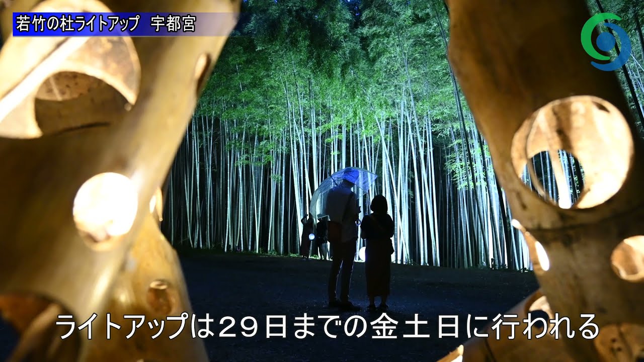 癒やしの竹林 宇都宮の若山農場でライトアップ 動画 県内主要 社会 地域の話題 動画 下野新聞 Soon ニュース 下野新聞 Soon スーン