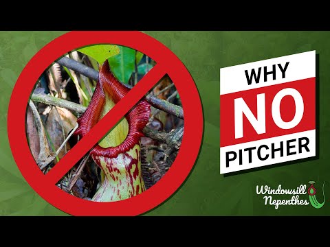 🚫  Why A Nepenthes Don’t Make New Pitchers? 🚫   What is preventing the plant to have pitchers?