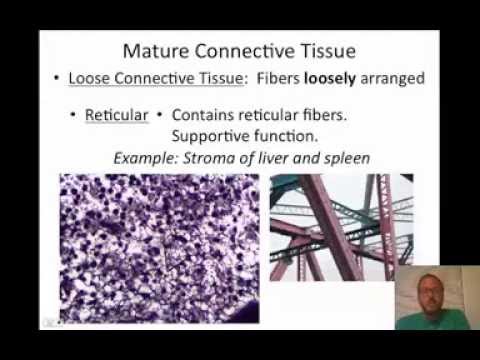 Classification of Connective Tissue - YouTube