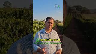 CAFÉ CONSULTORIA ONLINE