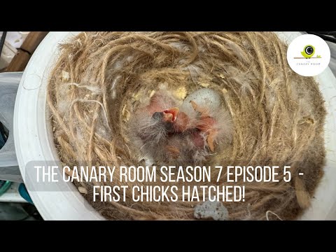The Canary Room