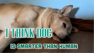 I Think  Dogs is Smarter Than Human | Simply Ena 🐶🦮🐕🙏🇺🇸