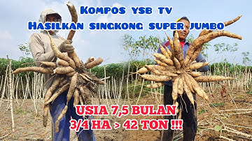 Panen Singkong Garuda Usia 7,5 Bulan | Super Josss Mbledosss ‼️