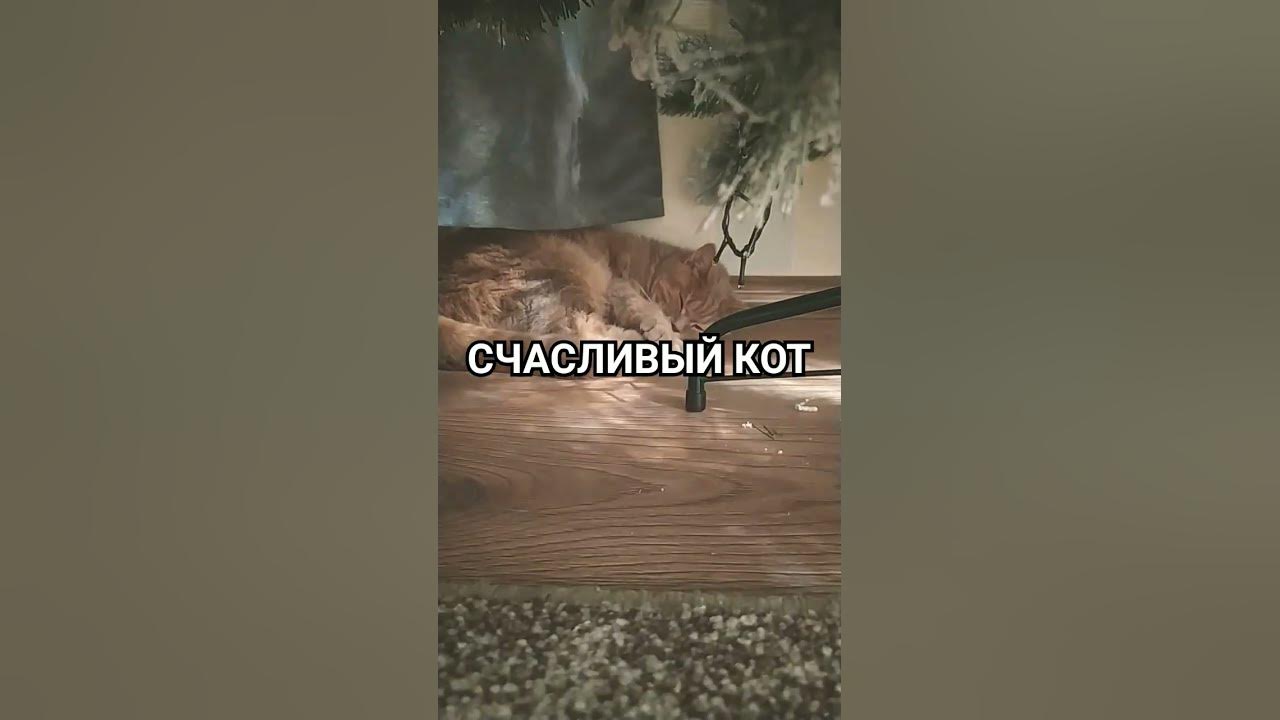 СЧАСЛИВЫ Й КОТ#котики - YouTube