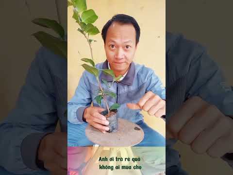 Video: Làm thế nào để bạn thay chậu một cây thường xanh Trung Quốc?
