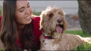 Heartgard Commercial