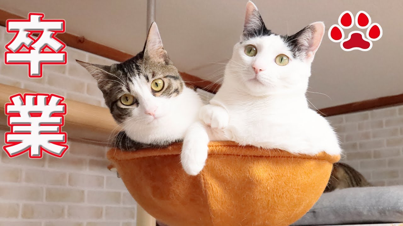 [Отчет о выпуске приютской кошки] Сара и Леа в день выпуска из кошачьей комнаты.