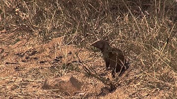 Dwarf Mongooses