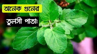 তুলসি পাতার অজানা যত উপকারিতা জানলে অবাক হয়ে যাবেন ৷ Tulsir Upokarita.