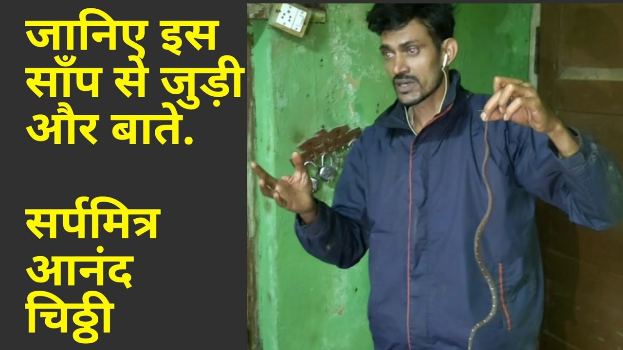 gurukulam film || कवरियाला साँप:जानिए और थोड़ी जानकारी || know more about snakes ||