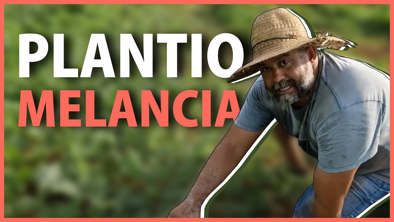 Plantio de Melancia com adubação química e orgânica